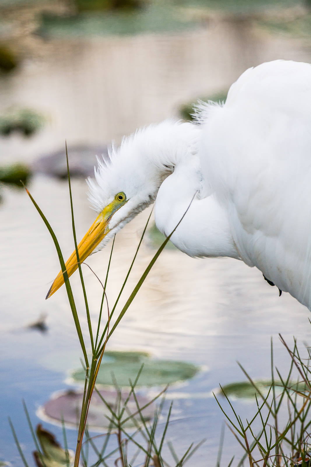 Looking intensely for that morning catch the Great White Egret is determined to feast today.