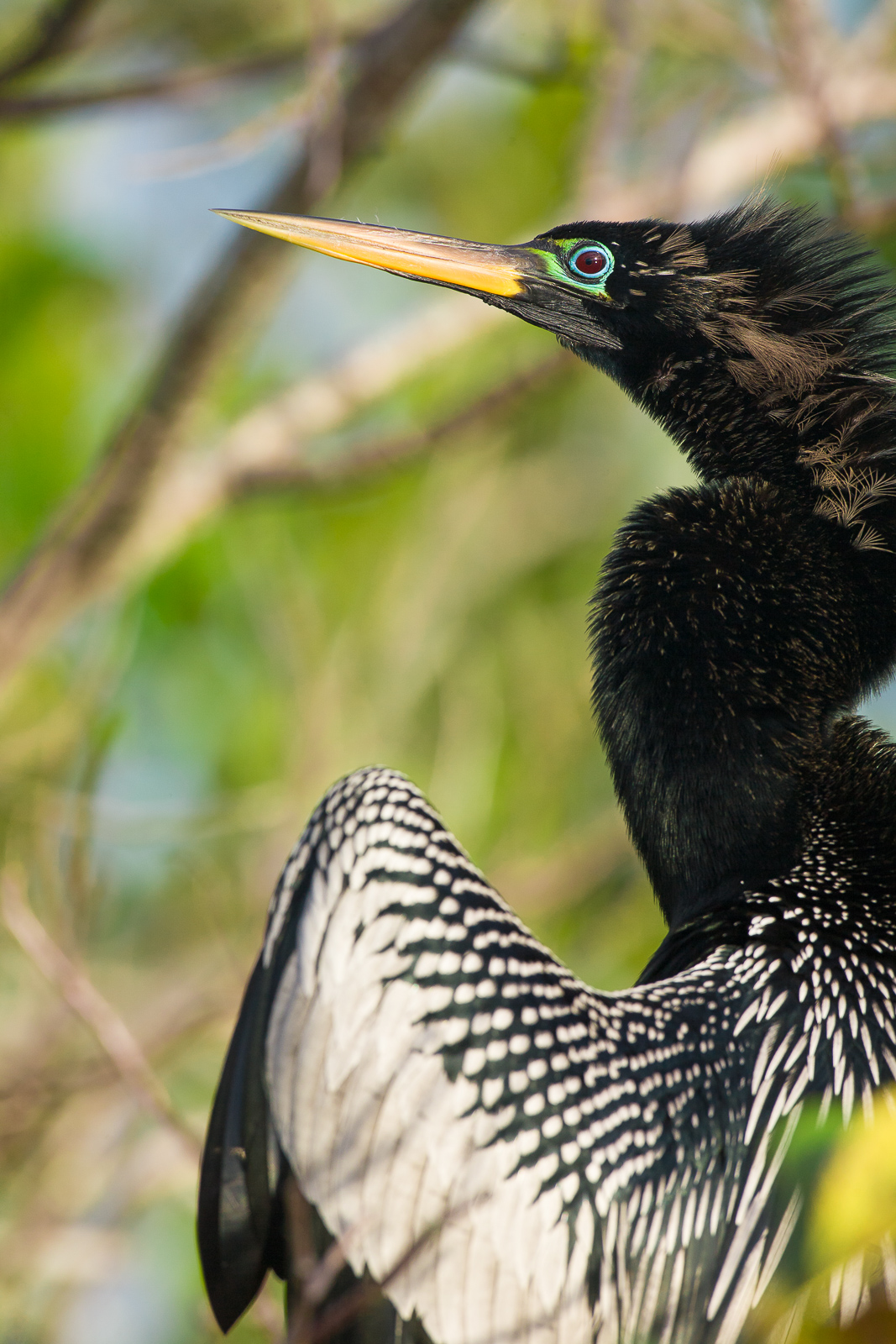 Striking profile from the Everglade's resident Anhinga.