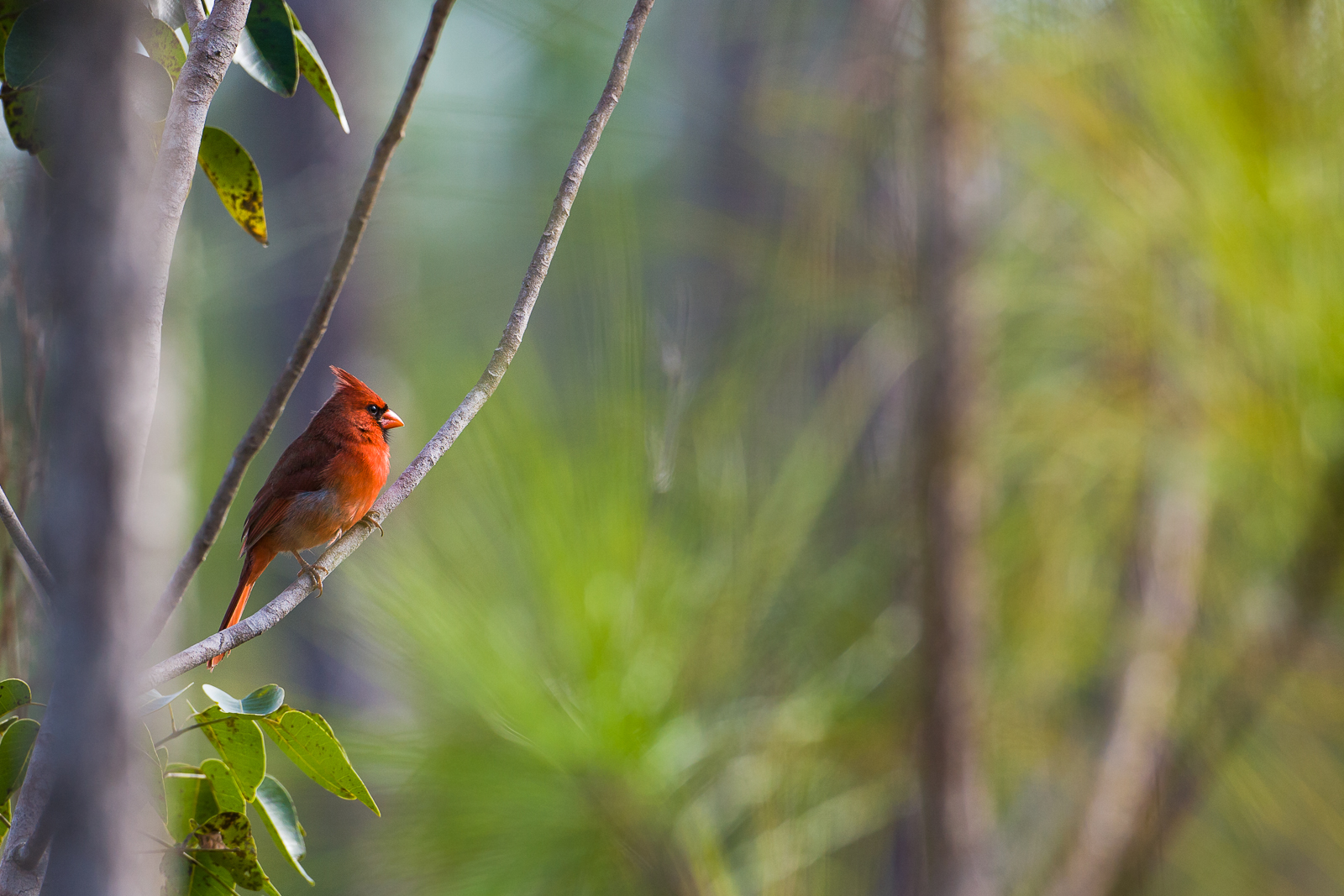 A sign of happiness, the ruby red male Cardinal enjoys winter in the warmer climate of the Florida Everglades.