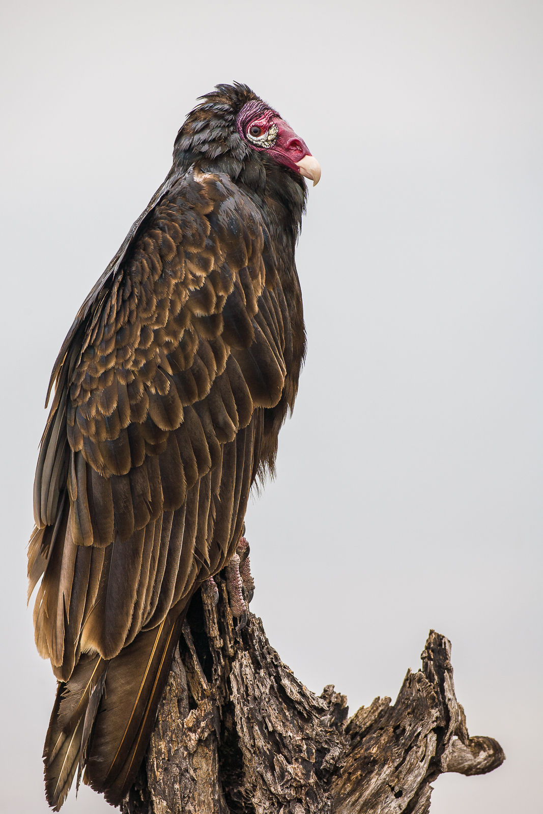 Perching on deadwood along the waterfront during a rainy day this Turkey Vulture waits to dry its wings.