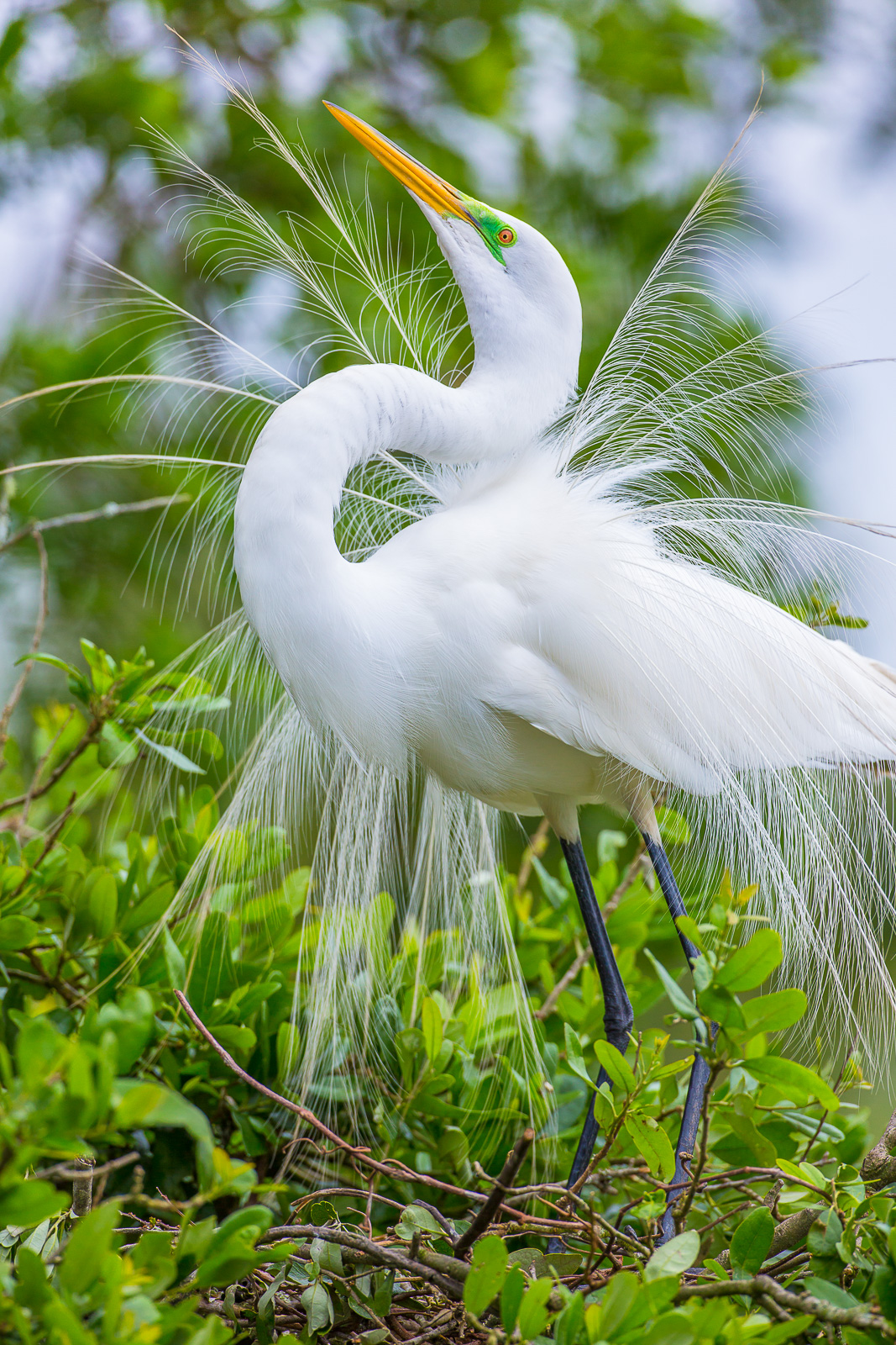 Posing to attrack a mate this Great Egret shows full plumage as part of almost non stop dance (half second pause) motion up and...