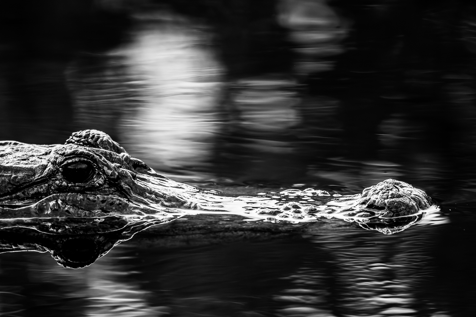 Lots of patience this fella has. On the hunt, but glad I wasn't the target. The American crocodile is shy and reclusive. This...