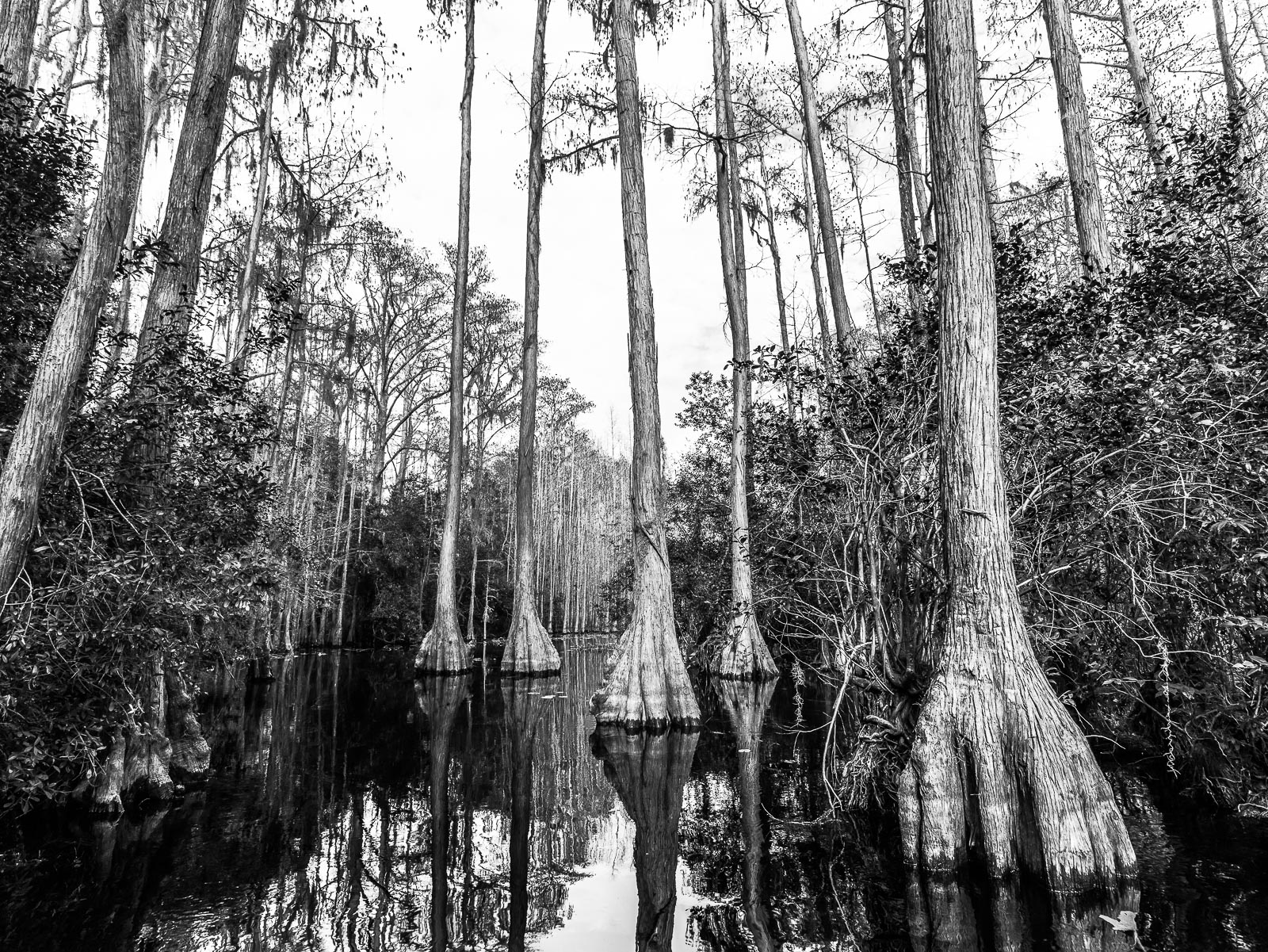 Hardly a person was around when I ventured out into the Okefenokee wildlife refuge during mid winter. What a treat! The unusual...