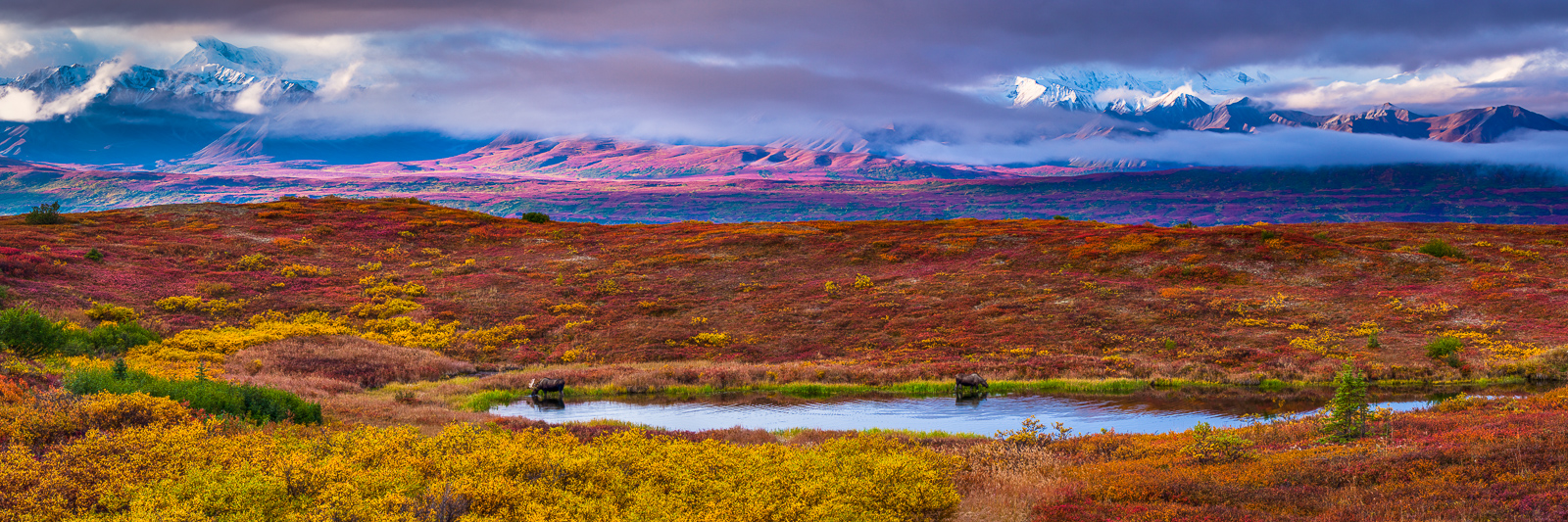 Bull and cow moose feed in a small pond during peak tundra foliage colors at Denali National Park.