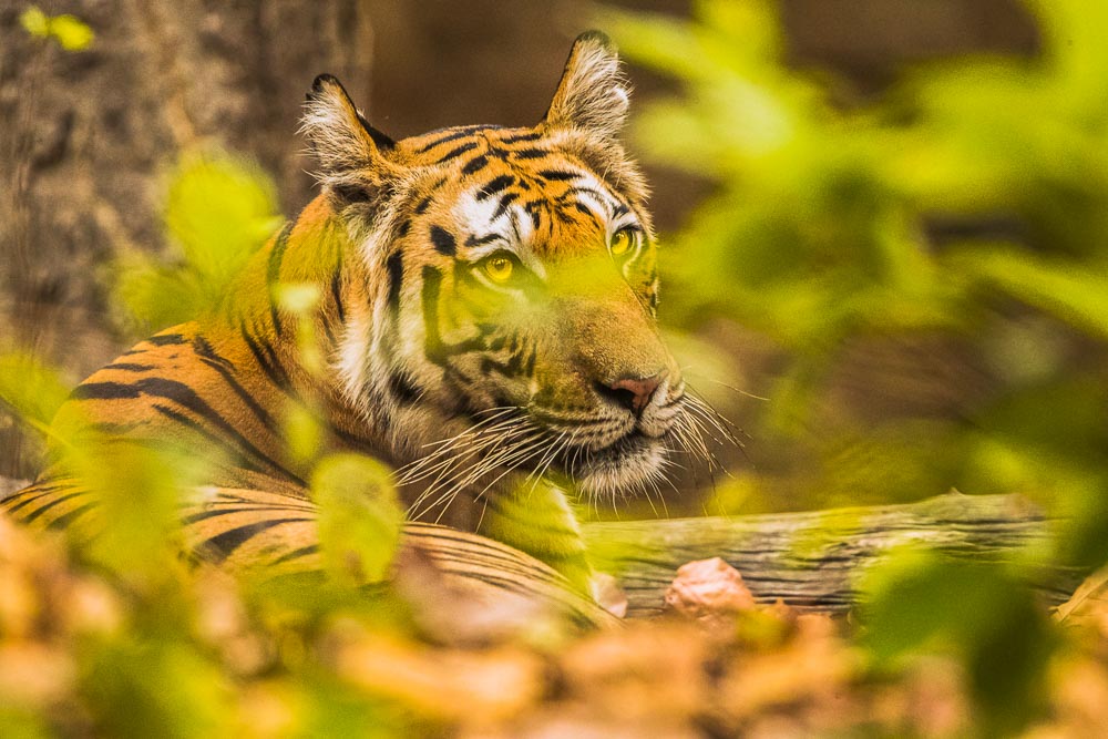Having a sit in a hiding spot this tiger enjoys a serene moment.  The shade provides a relaxing break before the oncoming sun...