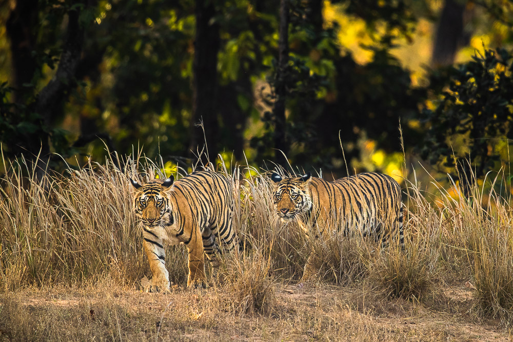 The Team is a young pair of siblings beginning their journey in hunting away from their mother.&nbsp; This pair has temporarily...