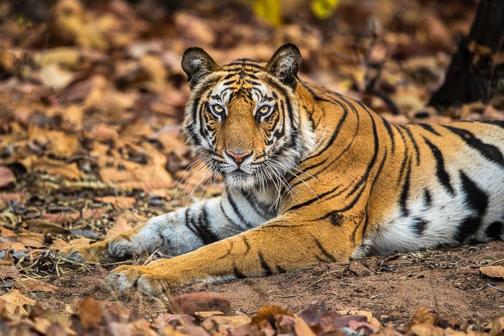 Taking a break in the perfect spot to just blend in!&nbsp; The Bengal Tiger knows how to refresh during the a cool April morning...