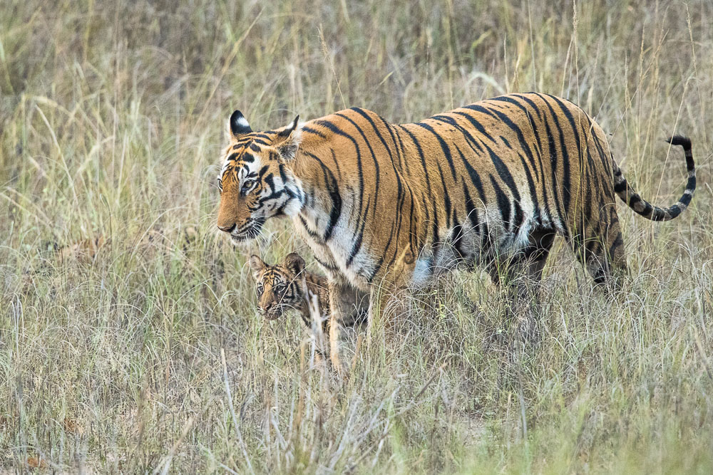 Mother tiger brings her young cub out to the waterhole for a much needed drink.&nbsp; These little adventures may seem exciting...