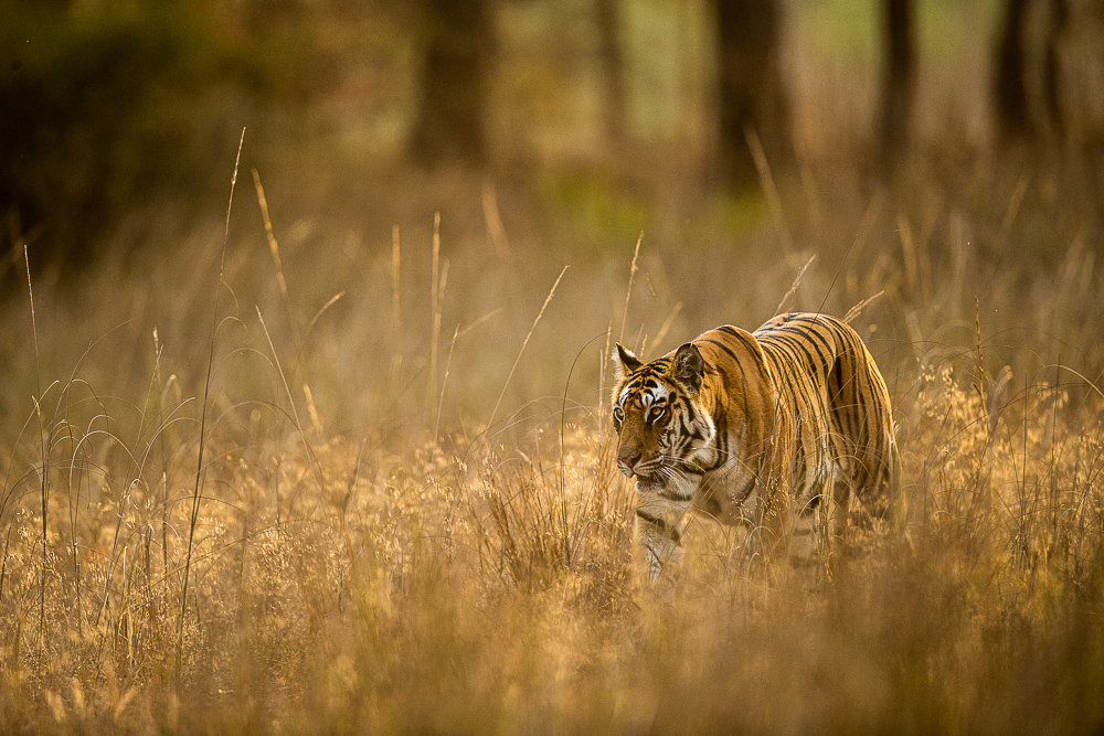 A meandering walk on this morning stroll to start the new day on the right...or left paw.&nbsp; Catching this beautiful tiger...