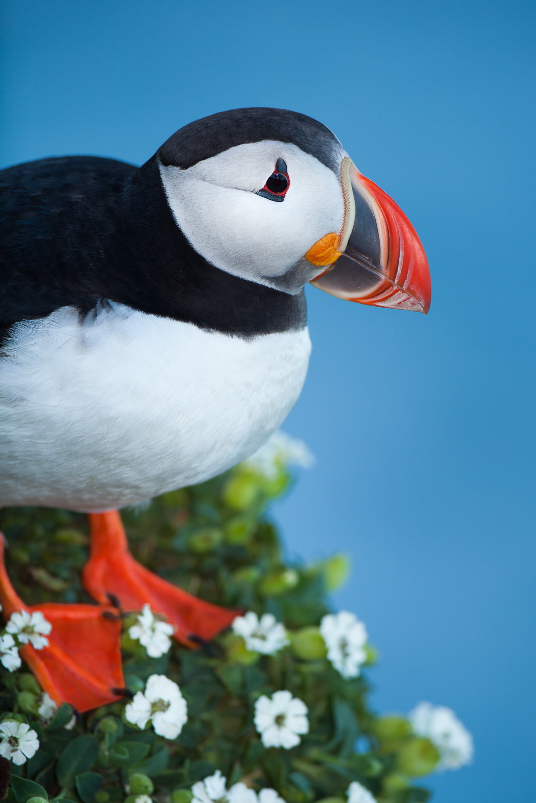 When you are literally living on the edge one must step lightly.   Atlantic Puffins, Razorbills, and many others live along the...