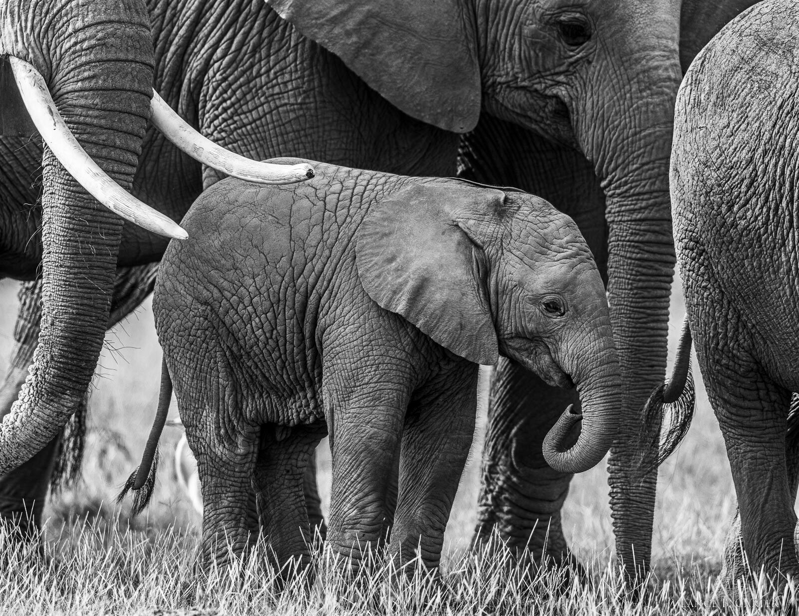This little elephant happily stays close within the safety of its family unit of females.    The whole world seems to revolve...