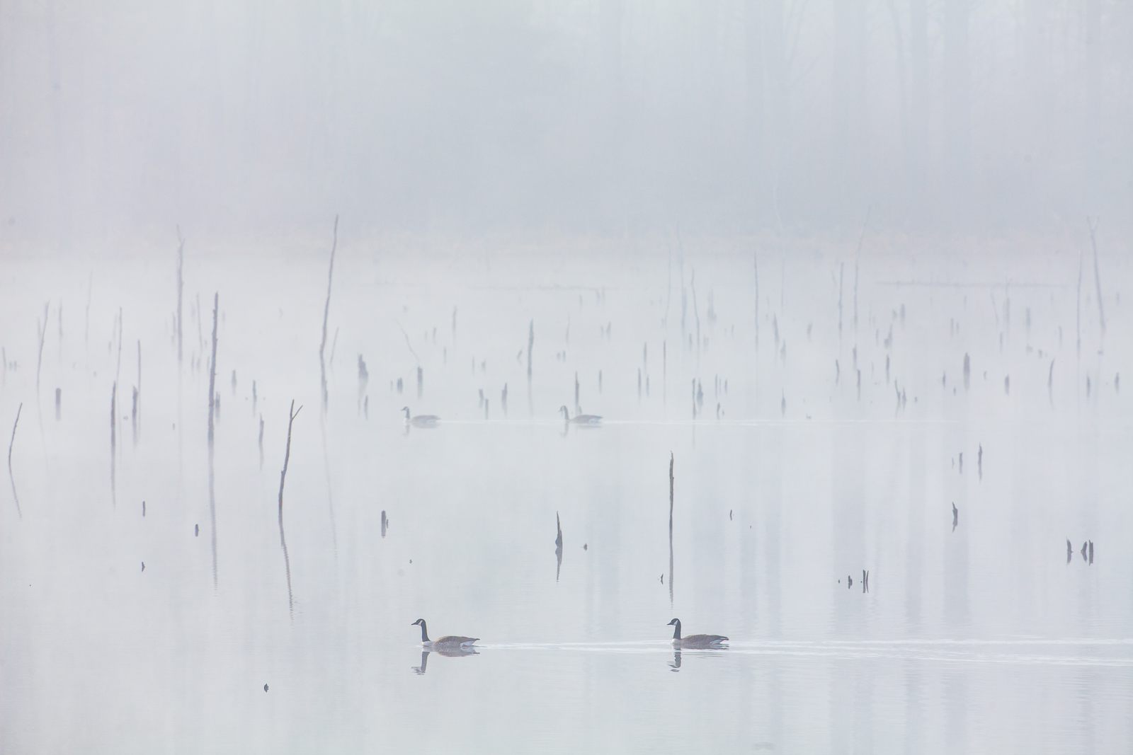 As synchronized swimmers travel through the waters these couples tour the misty morning pond.
