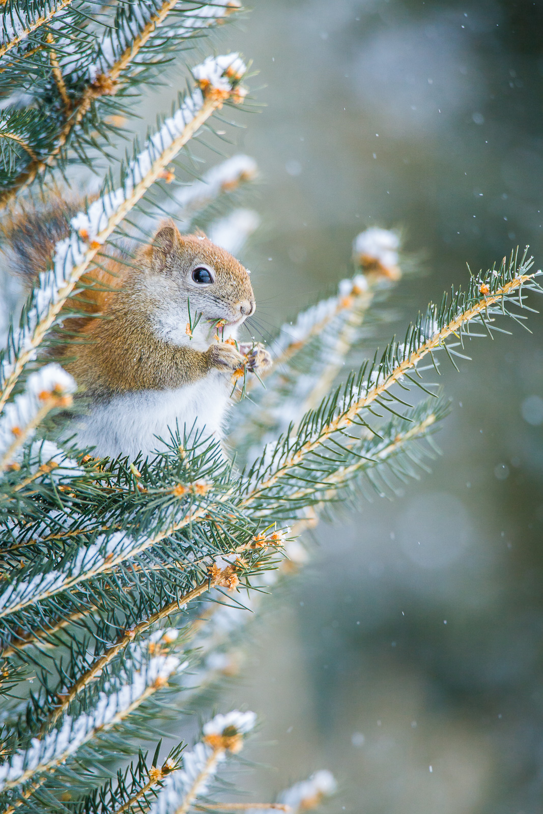 Squirrel munches on the sweet tips of a fir tree during a New England snow storm. Sometimes nuts are not enough.