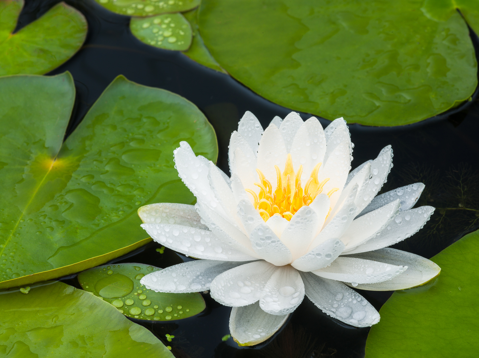 For me the sign that spring is finally here at full strength is the pond lily. The frogs have long since started chirping and...
