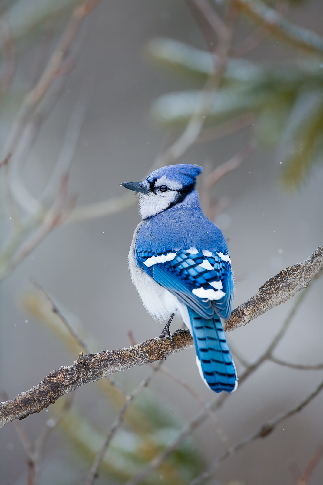 Blue Jays are known for their loud calls and being one of the larger song birds. This one pauses on a branch during a cold February...