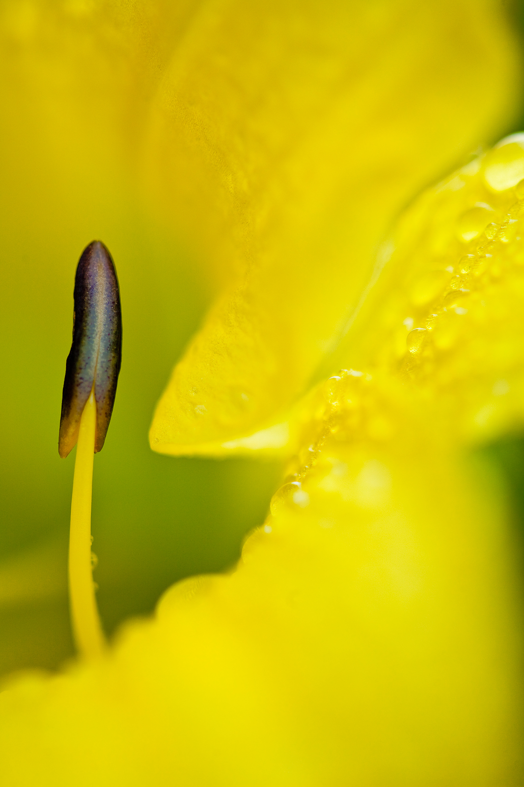 A close-up of the yellow world.   Mother nature's little gift to us.