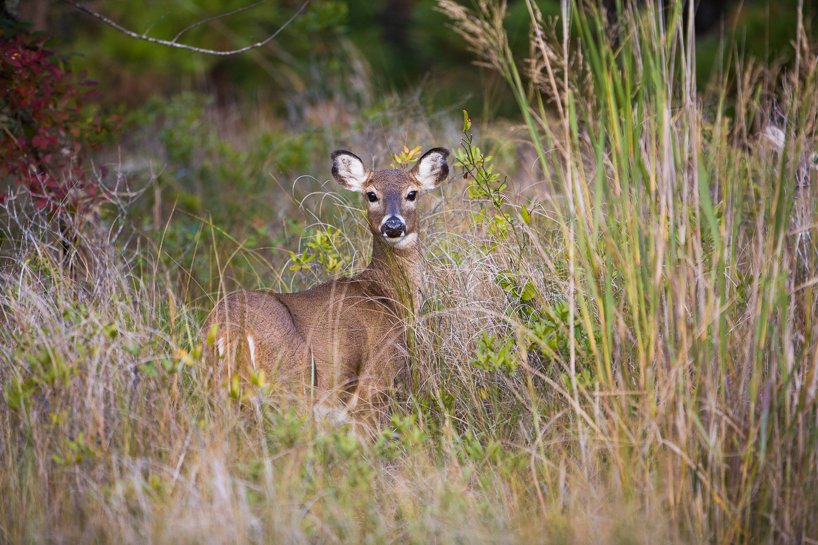 Small sika deer on Assateague Island lives among a herd of wild horses.  They eat the leaves of myrtle bushes, grasses, persimmons...