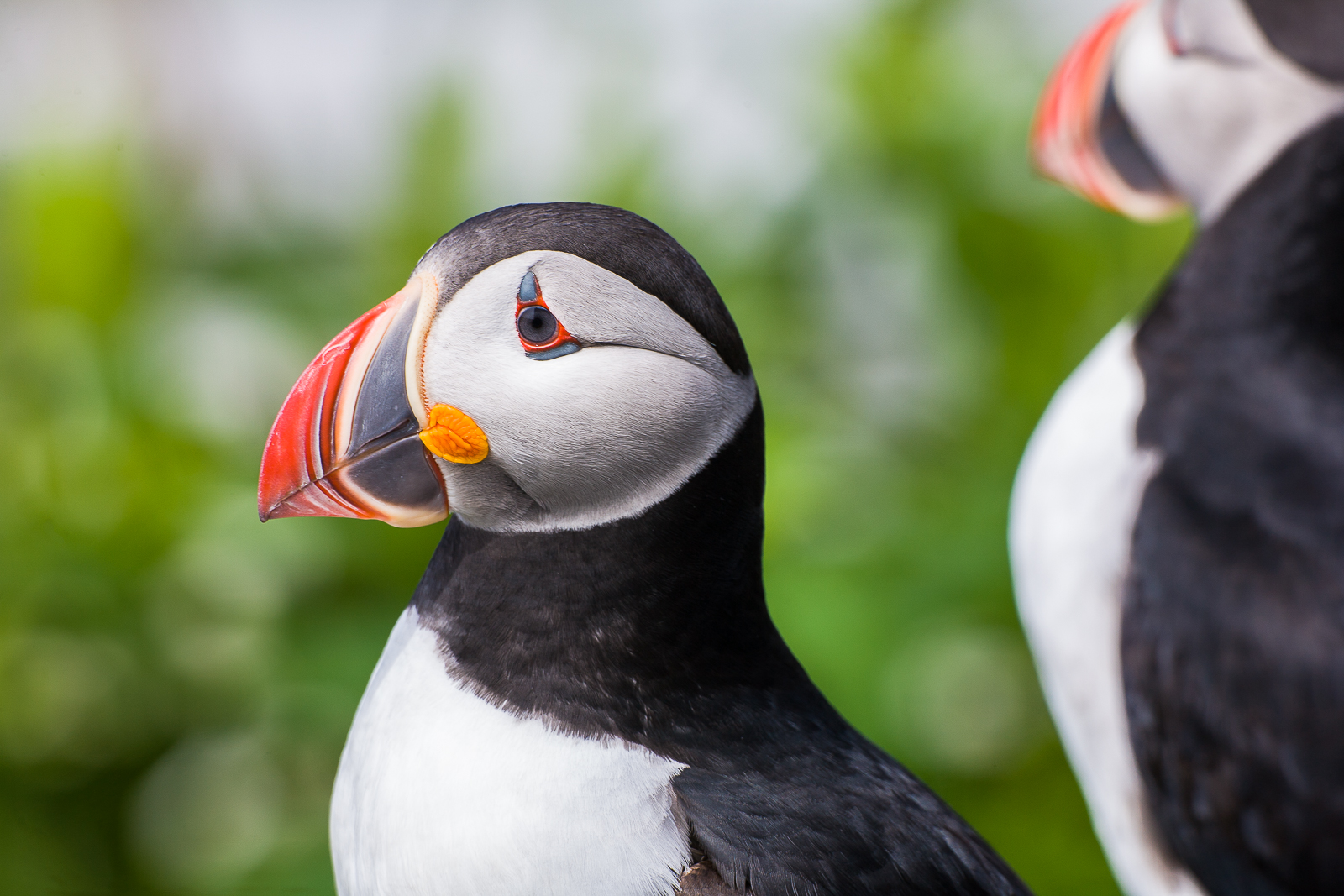 Far off shore this Puffin enjoys the seclusion of its little colony island.
