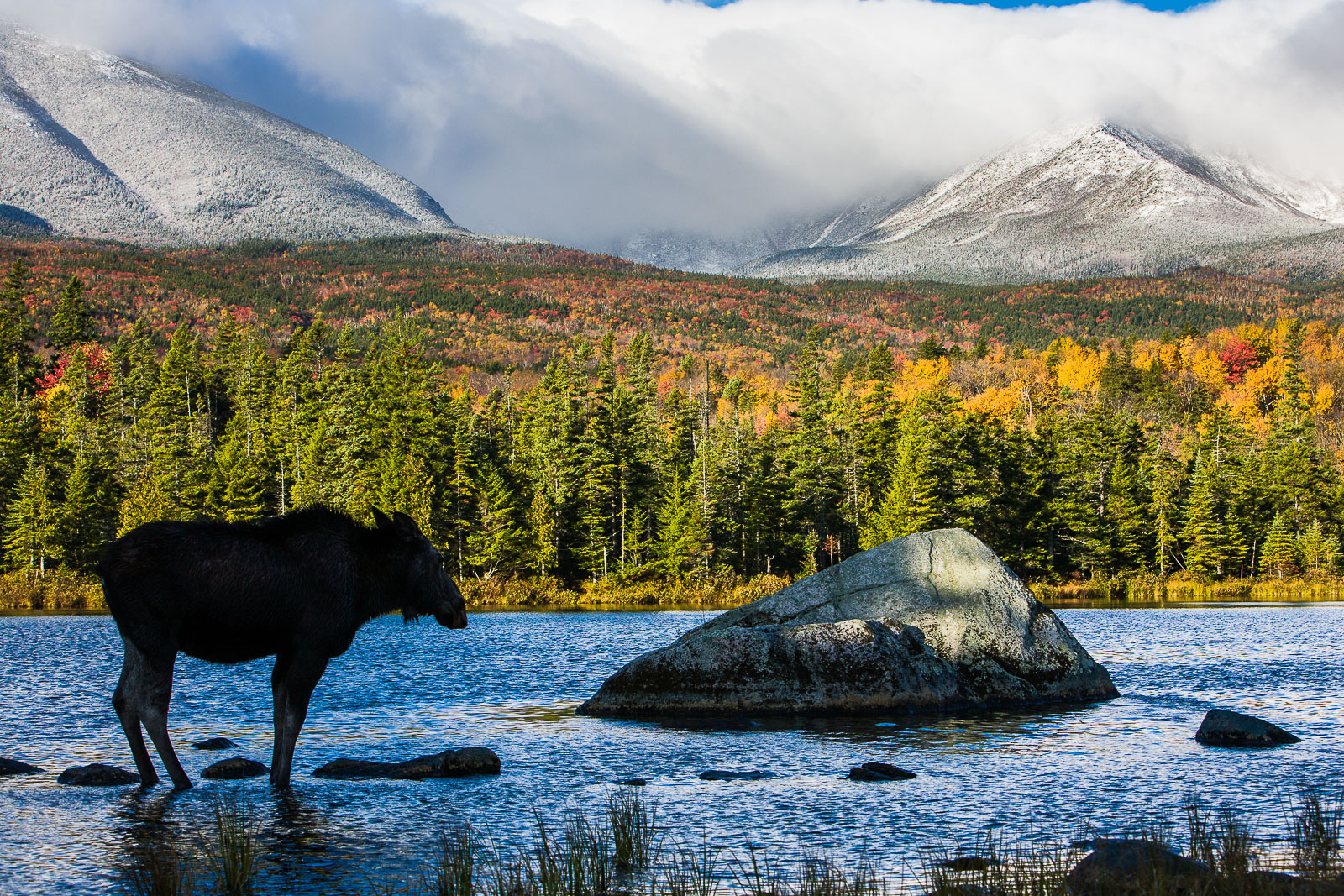 With a backdrop of the White Mountains and close to the end of the Appalachian trail this moose has found the perfect spot to...