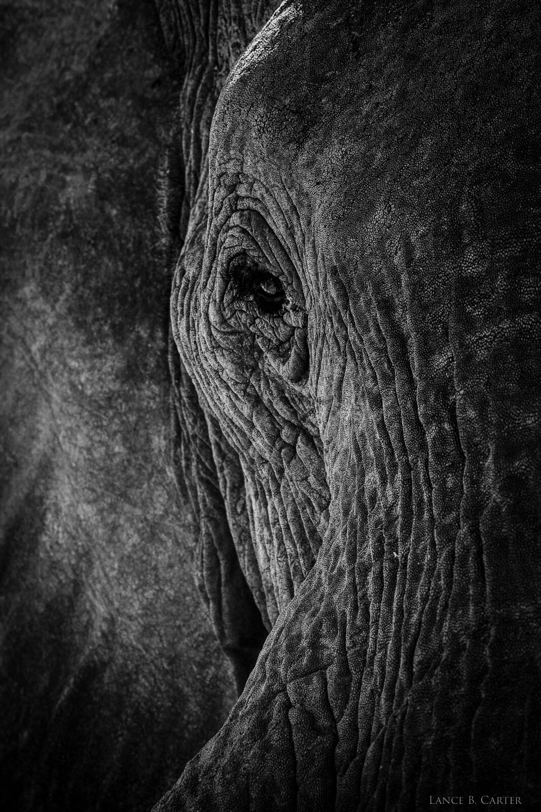 With a stare that would stop anyone in their tracks, this male bull elephant looks on with no fear.   Weighing 8,000 to 14,000lbs...
