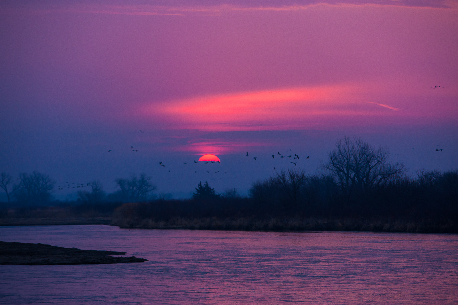 Sandhill cranes come in for a landing as the sun sets along the Platte River, one of the largest migration points in North America...