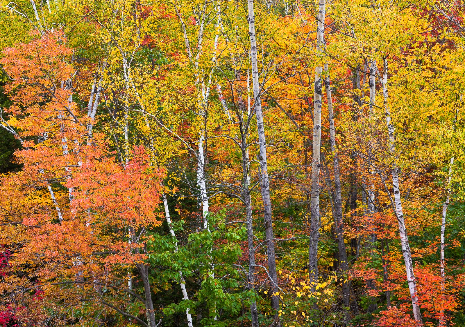 A colorful display from New Hampshire within the White Mountains.