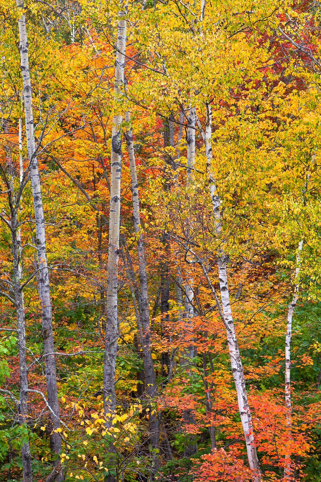 New Hampshire is well known for the Autumn foliage colors, but when you hit a good year you almost feel overwhelmed.  Transverse...