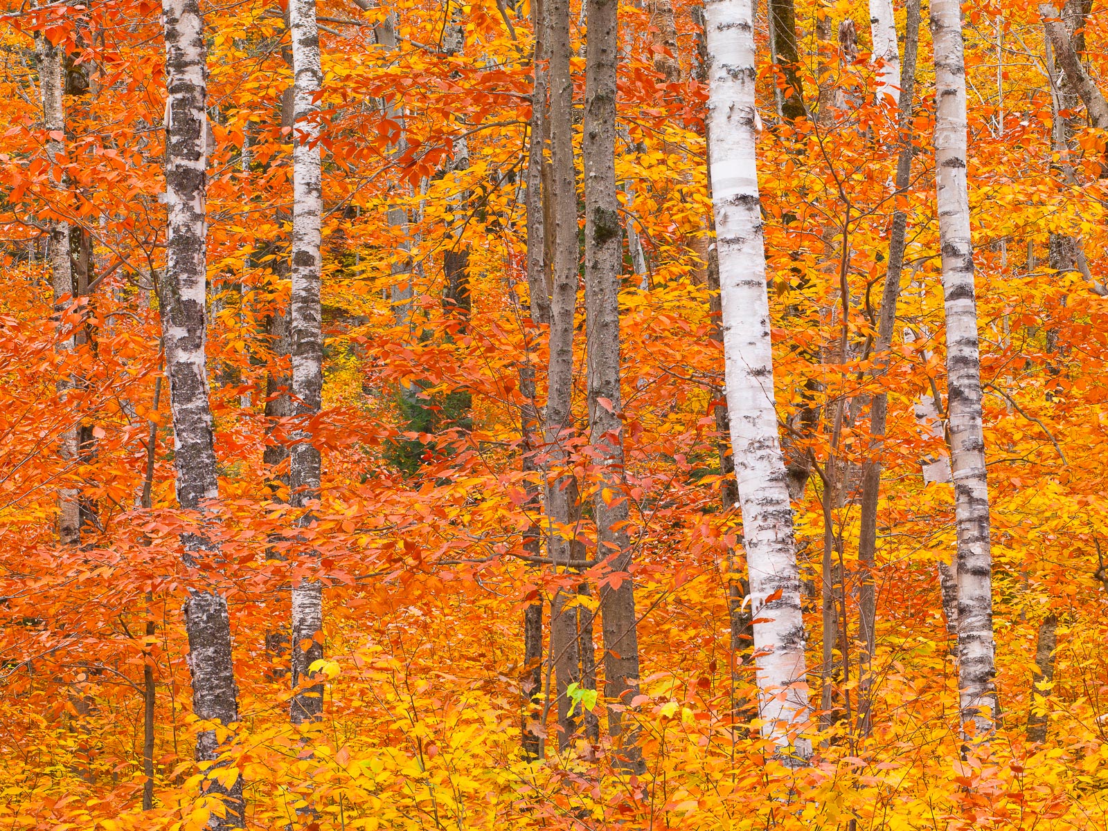 Bright colors of the white mountains make the trees seem like they are on fire.