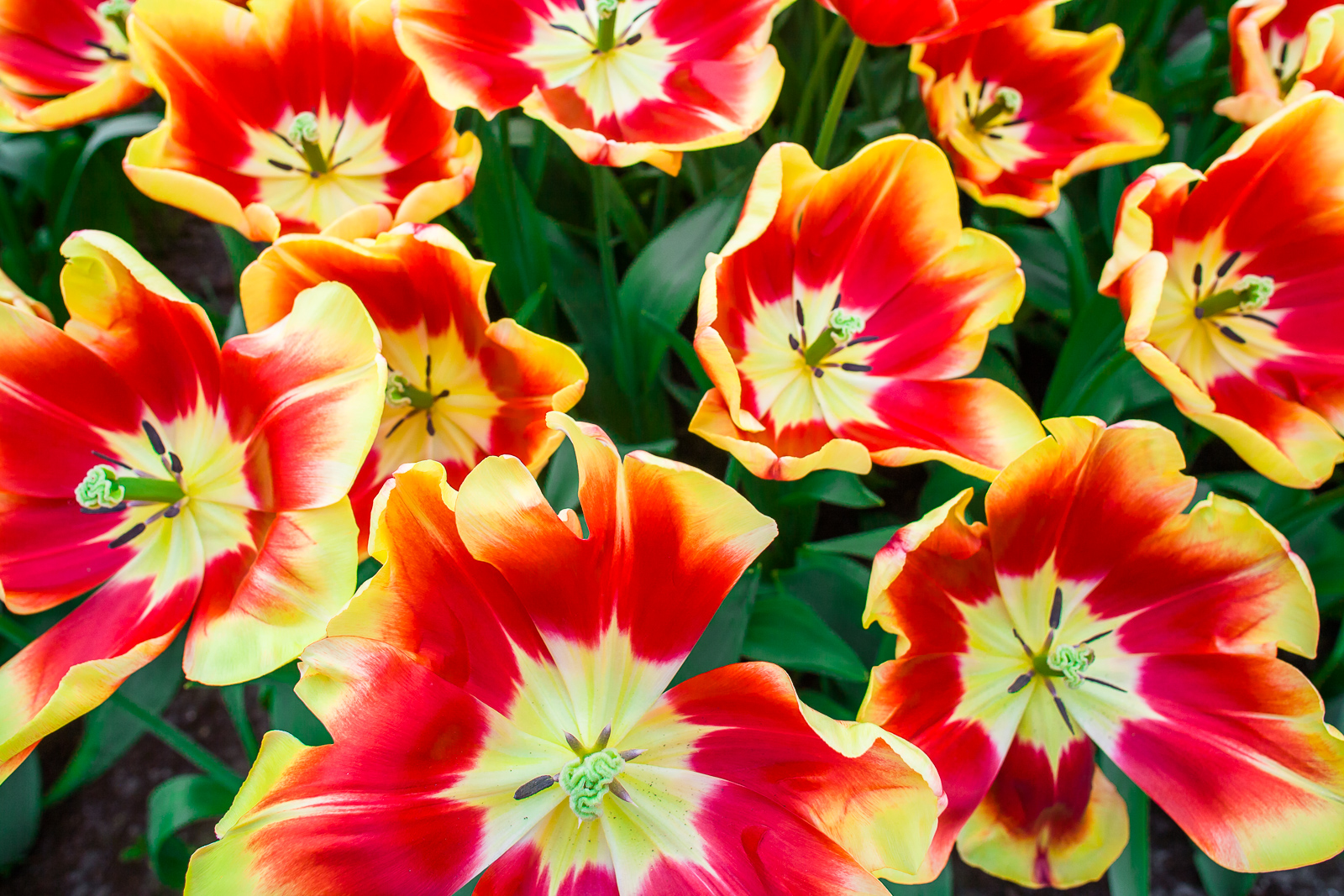 Tulips of the Netherlands farmlands greet the new spring day. Although popularity of the tulip is still strong the "Tulip Mania...