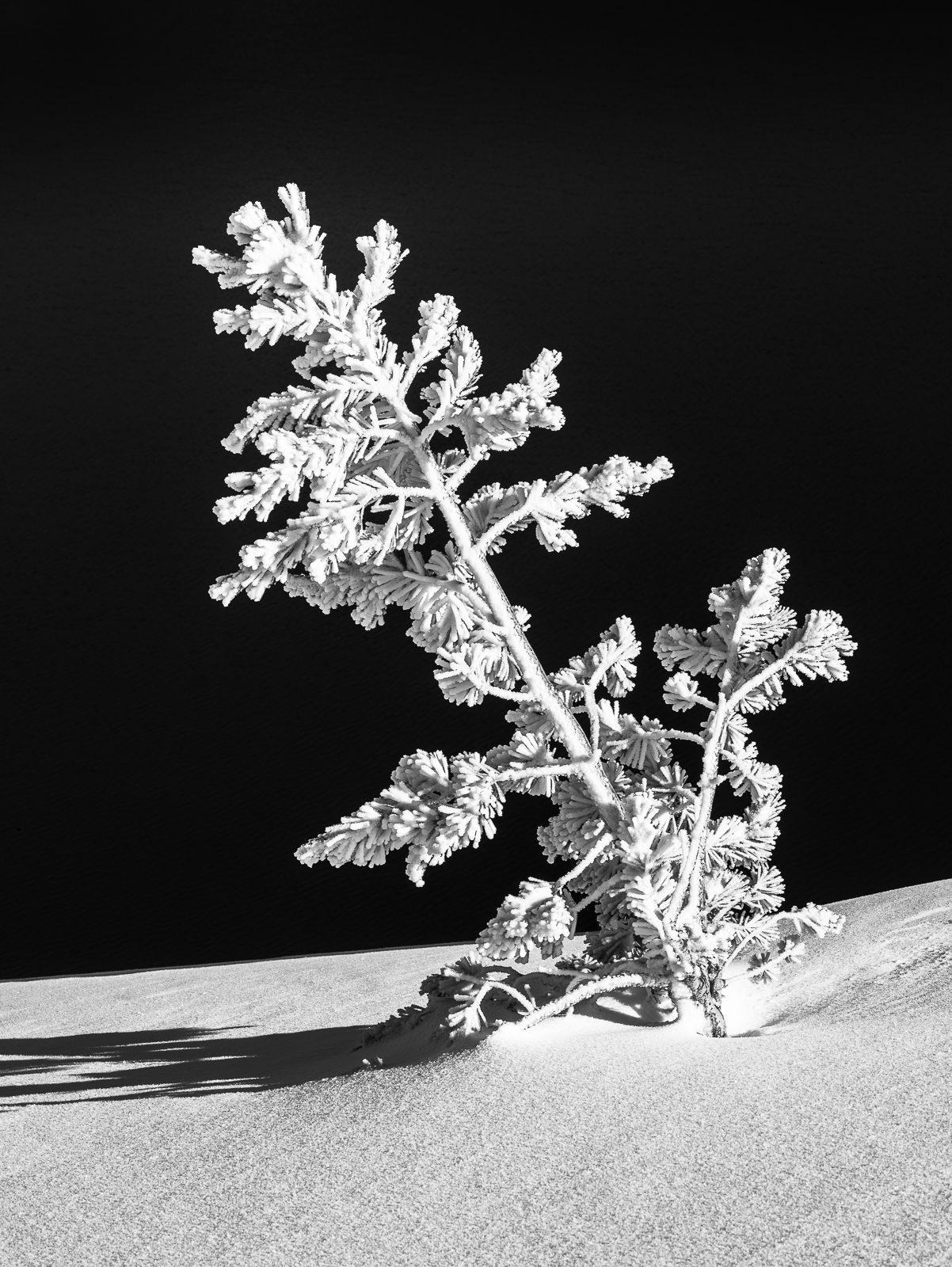 Crater Lake offers frigid temperatures, high snowfalls, and beautiful winter scenery. Whitebark pine and Mountain hemlocks are...