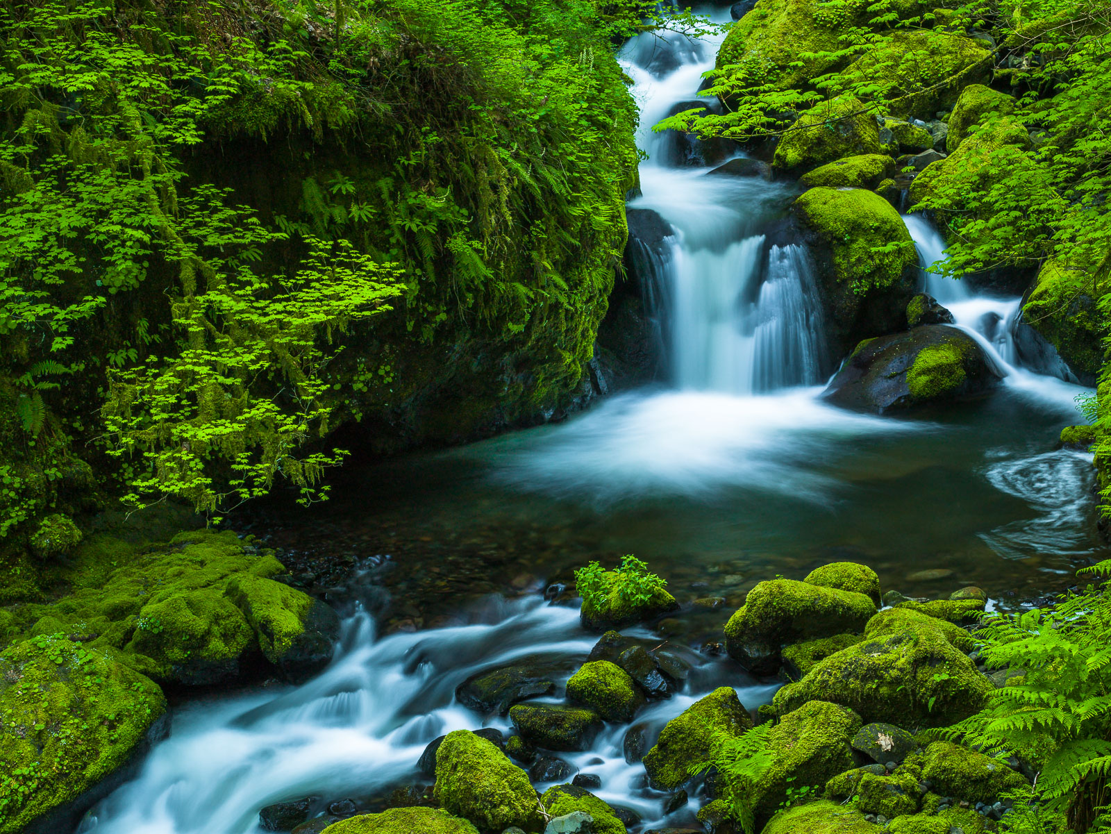 The water and I are just passing through this green paradise.   There is nothing more relaxing than fresh water and the new leaves...