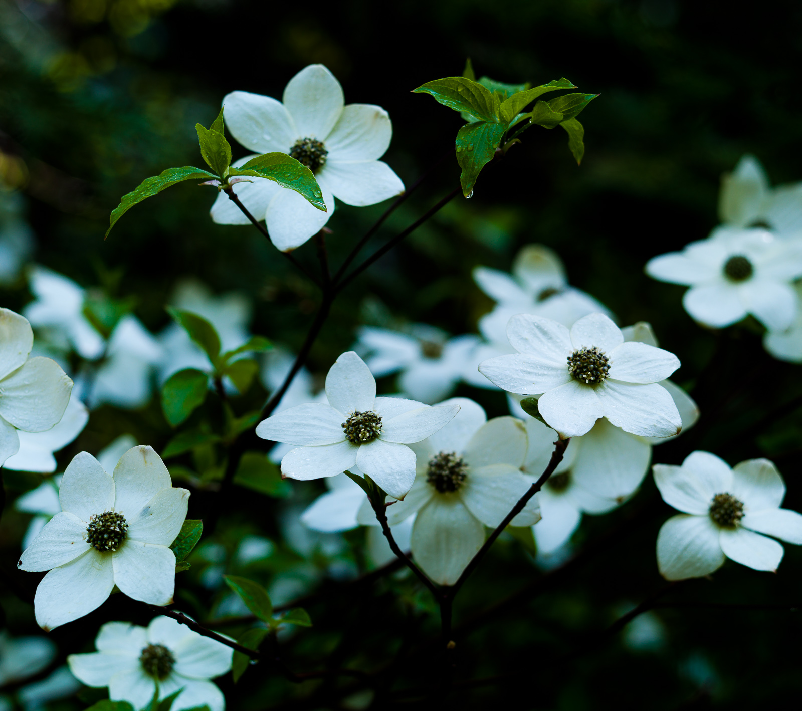 Dogwood of the Smoky Mountains brings in the early spring illuminate like stars in the dark woods as leaves begin to close around...