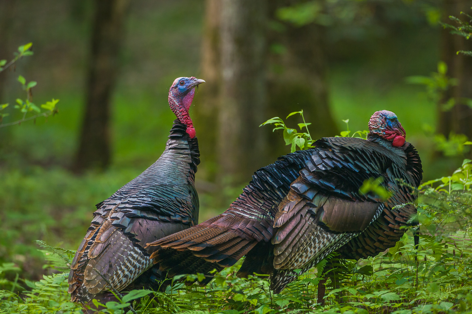Off the beaten path this pair of Wild Turkeys linger in the woods of Smoky Mountains National Park.
