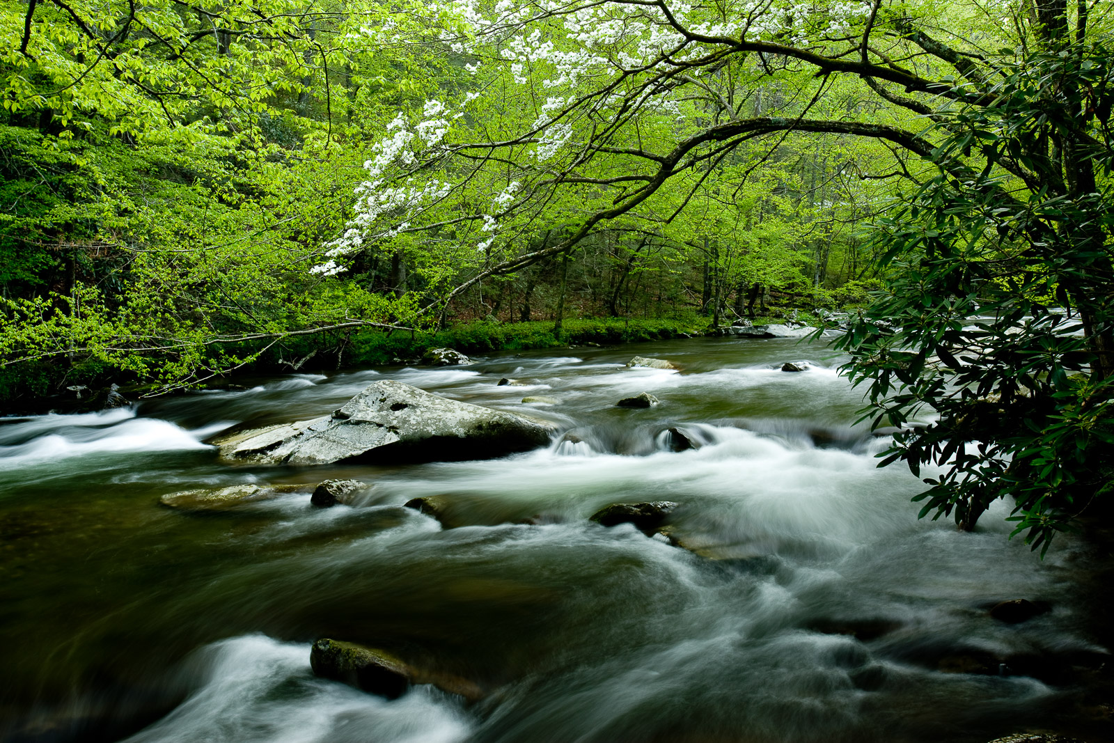 Dogwood trees reach their blossoms out towards the light along the Little River of the Smoky Mountains. Early spring time showers...