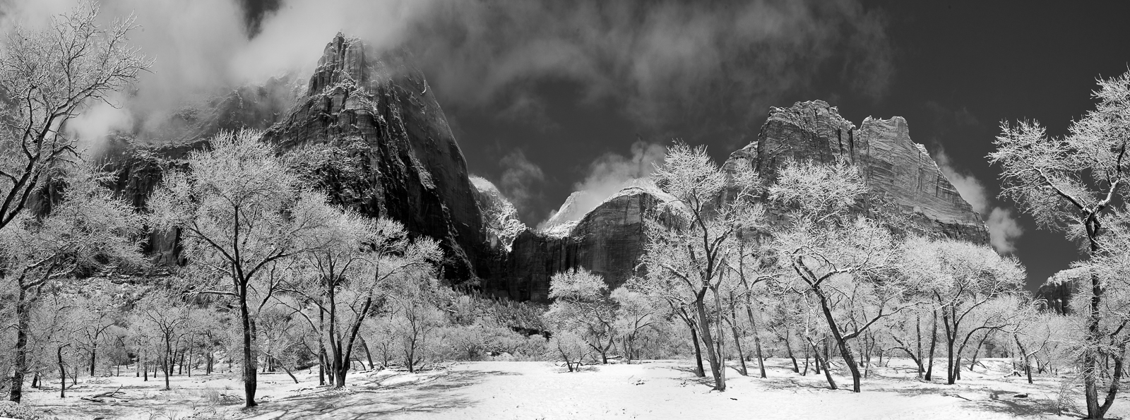 Cottonwood trees clad in snow during this rare snow occasion at Zion. The park typically receives no more than 9" inches in total...