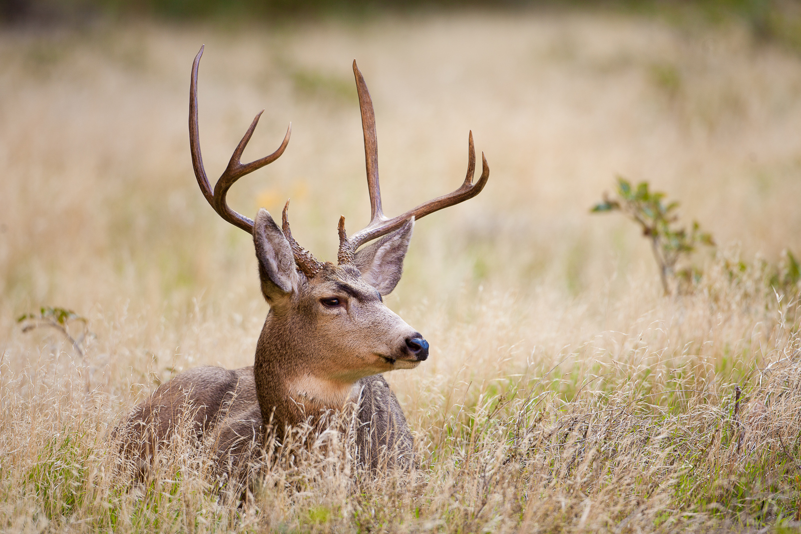 Bull deer sits comfortably in the meadow grass of the canyon lands within Zion National Park.   Fresh water nearby offers a life...