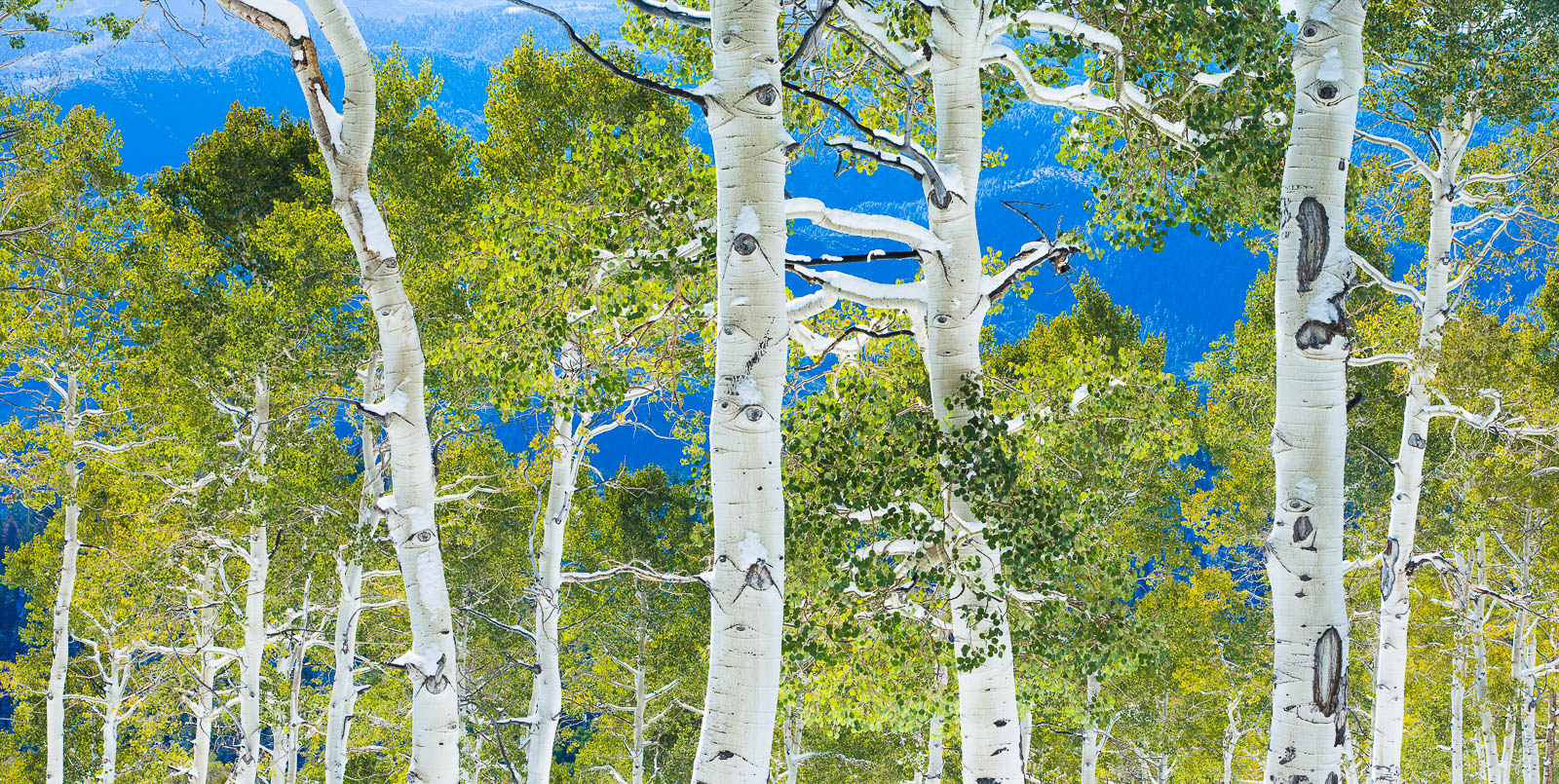 Caught off guard these birch trees still wear their green summer attire while winter surprises all with an early snow storm....
