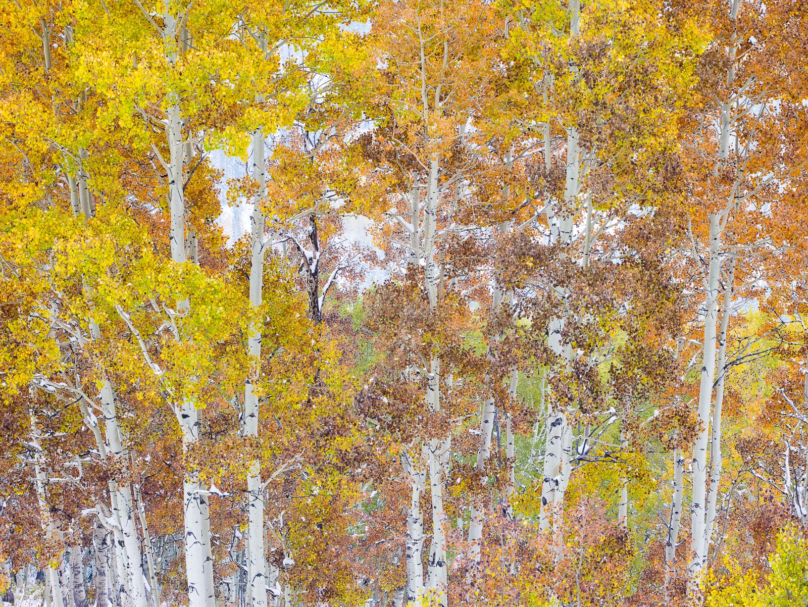 Amongst the snow boarders these trees watch guard over the winter thrills.