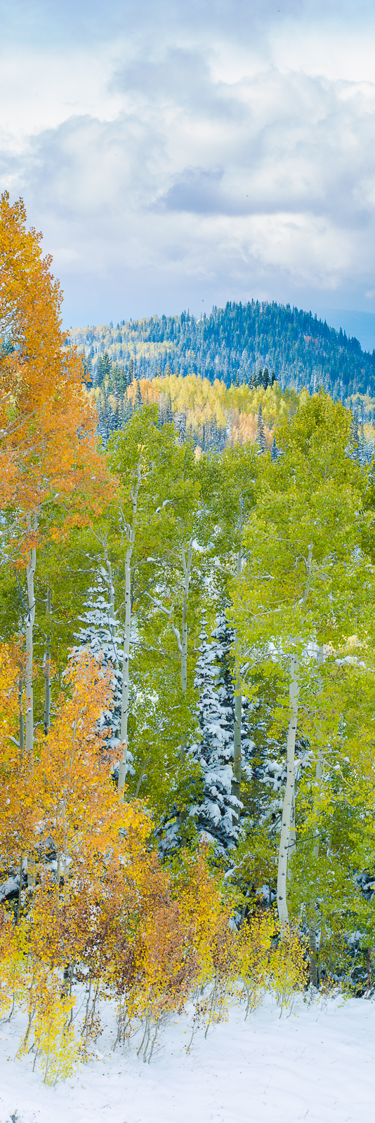 Deep within the Wasatch National Forest fresh snows cool off the colors of Autumn.