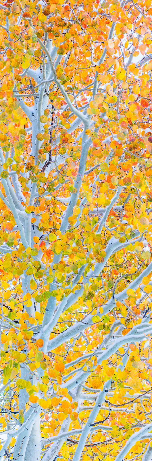 Oh, its so nice! Waiting for years to see the special site of red and yellows mixed with a fresh snow laced aspen branches. This...