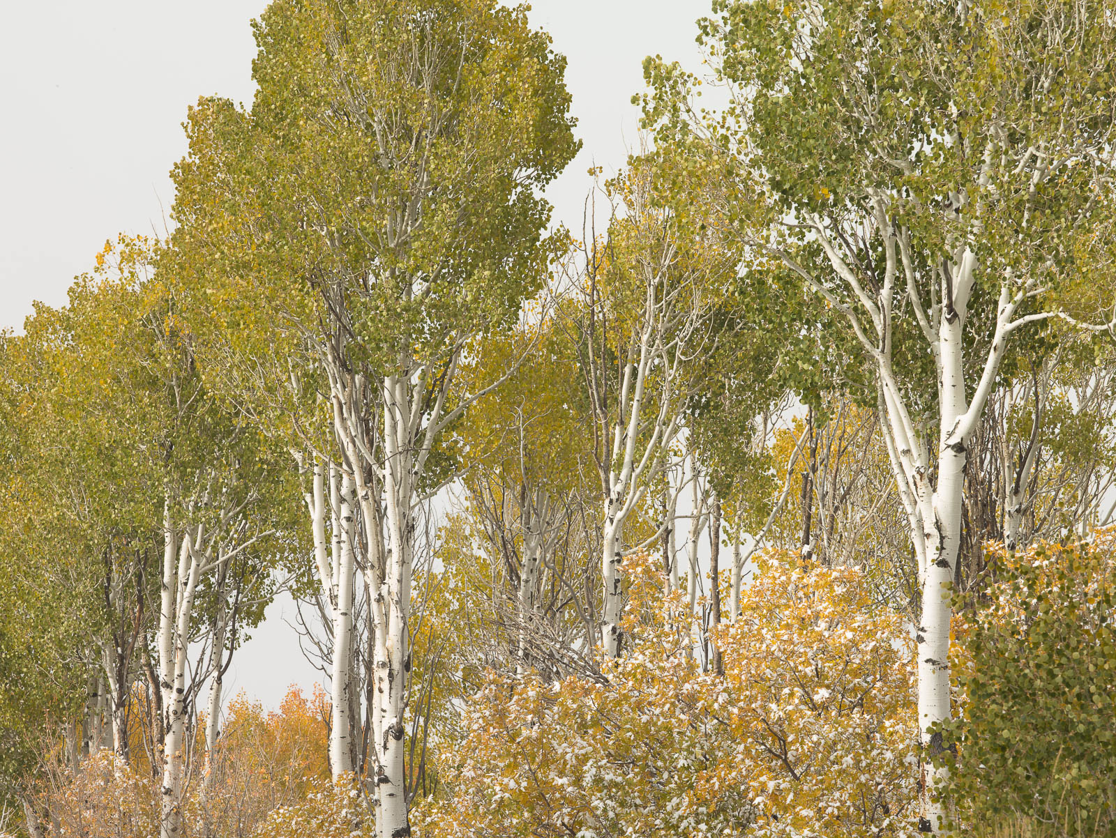 High up in the mountains summer gives to autumn as the first snow dusts fading green.