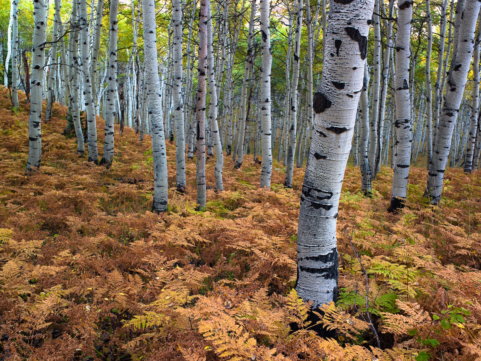 Fern laden birch grove.   A wonder hiding place for the small preparing for winter.