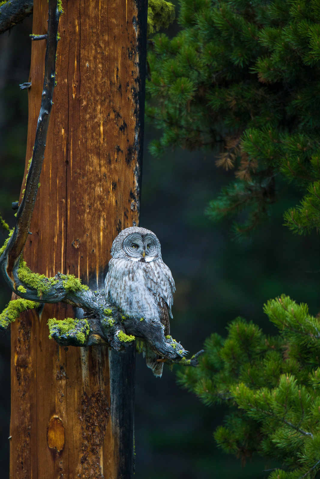 Minding his own business the Great Grey Owl studies his surroundings with care.