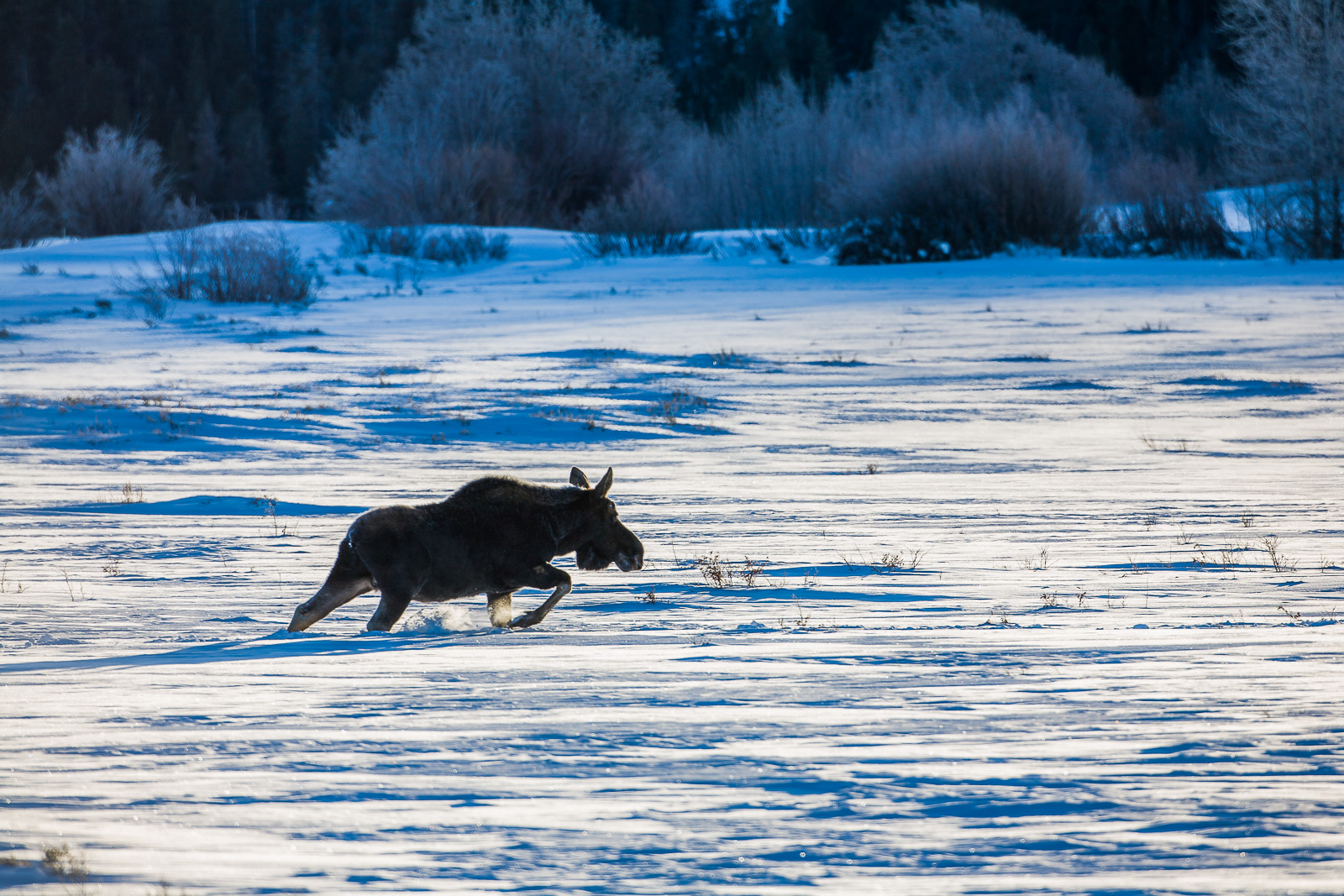 This moose makes way through the deep snow of winter within the Tetons.