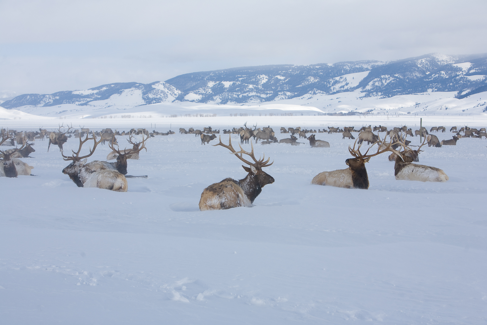 Elk conserve energy during the cold winter days as they spend their time in the lower altitude of Elf Refuge valley.