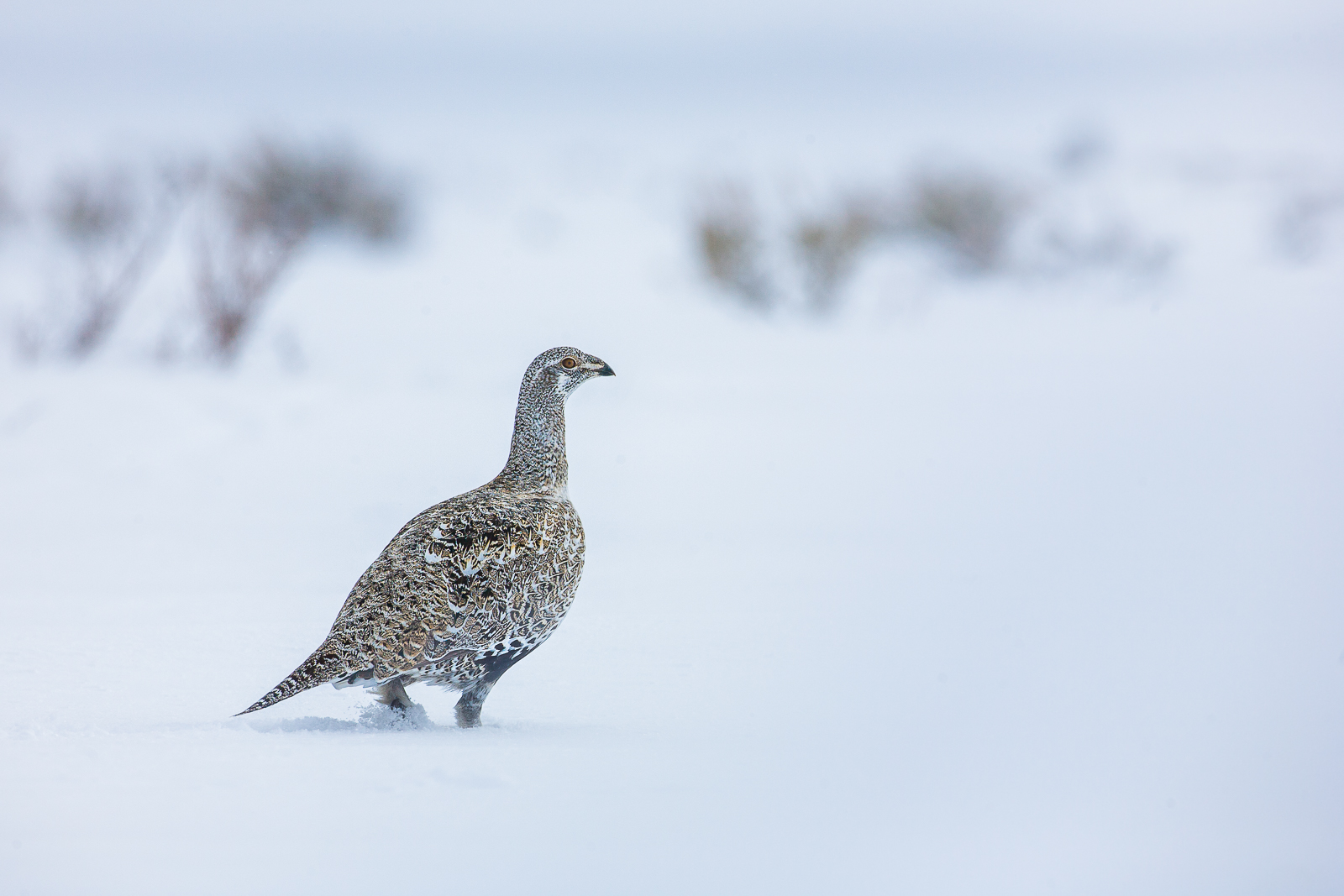The hard to find Greater Sage-Grouse in the Grand Teton National Park walking through a windy snow storm.