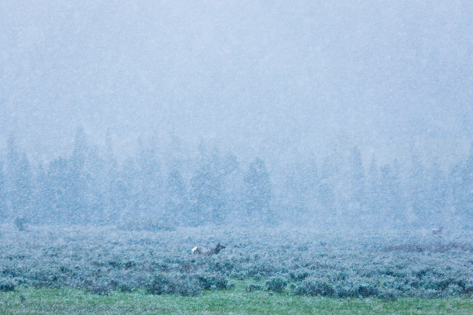 Among the spring sage grass a cold late winter storm finds elk feeding in the early morning.