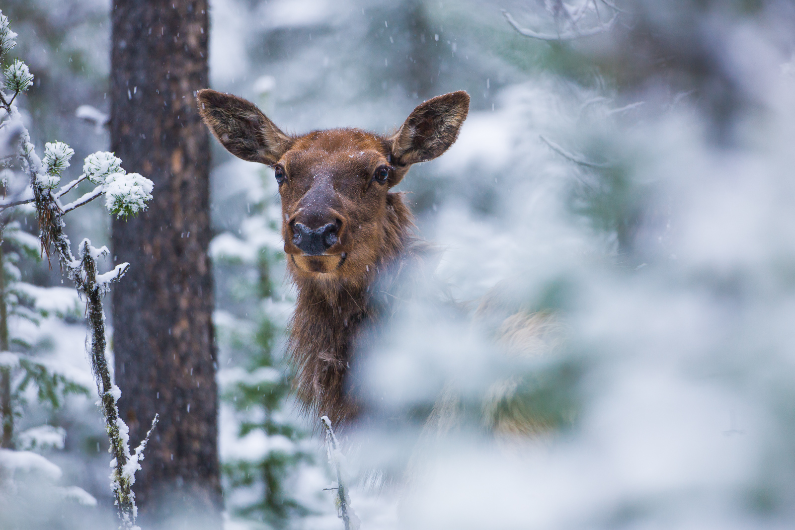 Elk takes a peak out of a snowy shelter in the Northeast part of Yellowstone National Park.
