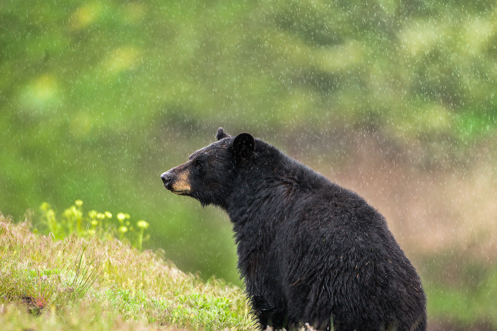 This black bear sits for a moment as the spring showers provide fresh waters to the new growth.   A relaxing moment on a spring...
