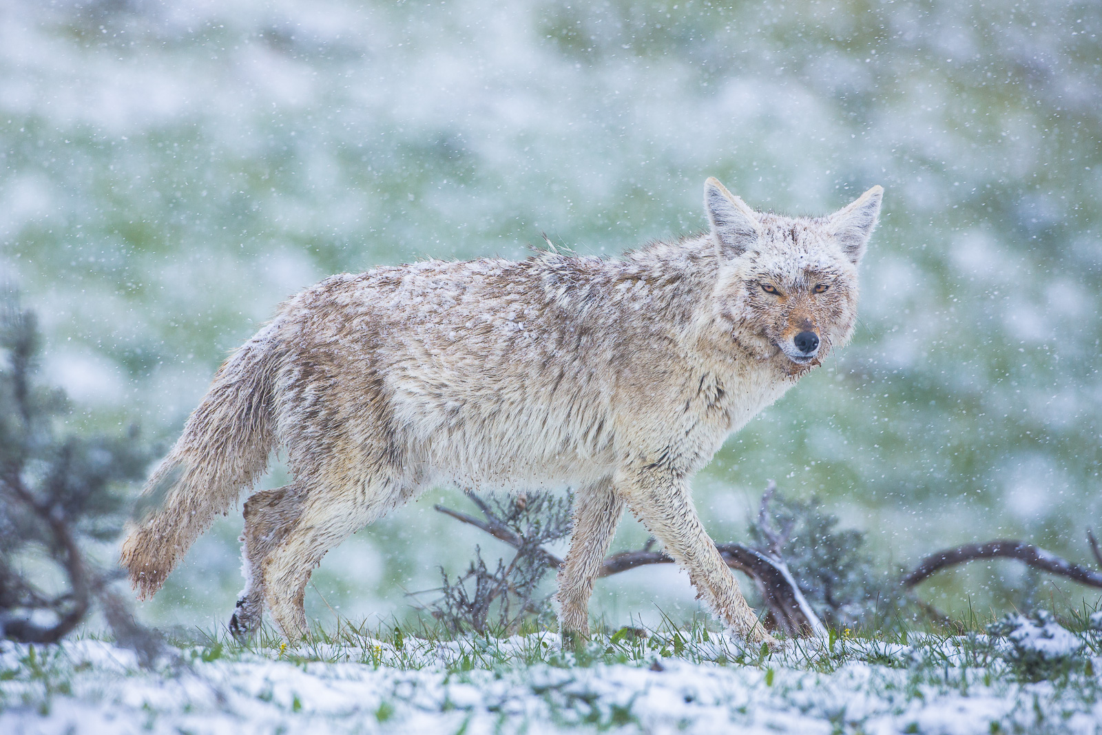 A look of trouble and mischief on the eyes of this coyote walking through a spring snow storm in Hayden Valley.